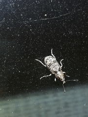 Meconemus infuscatus