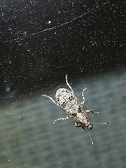 Meconemus infuscatus