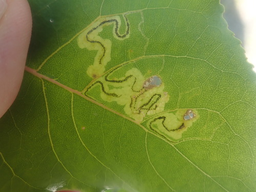 Stigmella populetorum