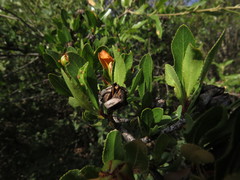 Lindleya mespiloides