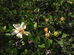 Lindleya mespiloides