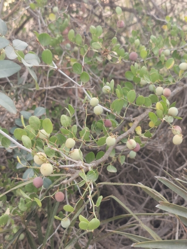 Image of Ziziphus lotus by (c) M. Socorro González Elizondo, some rights reserved (CC BY-SA)