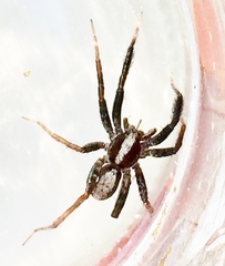 Schizocosa crassipes