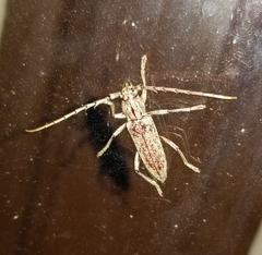 Elaphidion mucronatum