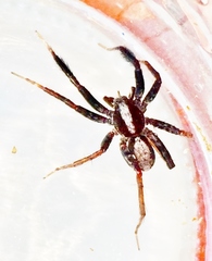 Schizocosa crassipes