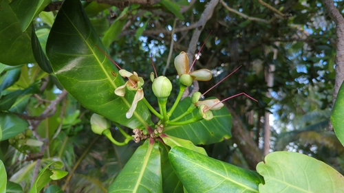 Barringtonia asiatica observed 2024-08-01