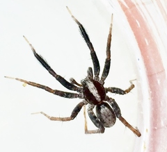 Schizocosa crassipes