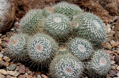 Mammillaria parkinsonii
