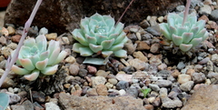 Echeveria sanchezmejoradae