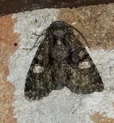 Phosphila miselioides