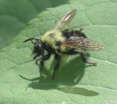 Laphria thoracica