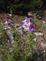 Penstemon leonensis