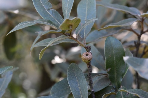 Quercus crispipilis