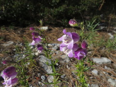 Penstemon leonensis