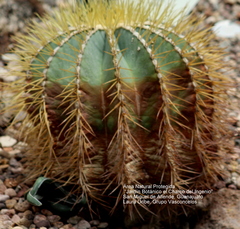 Ferocactus glaucescens