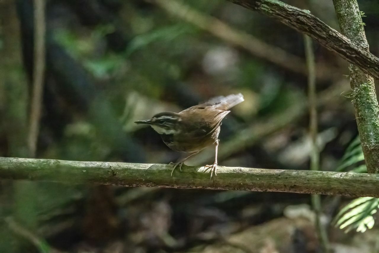 Fernwren (Oreoscopus gutturalis), photo 1