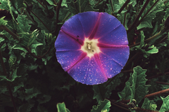 Ipomoea stans