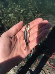 Richardsonius egregius