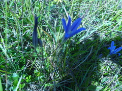 Brodiaea coronaria