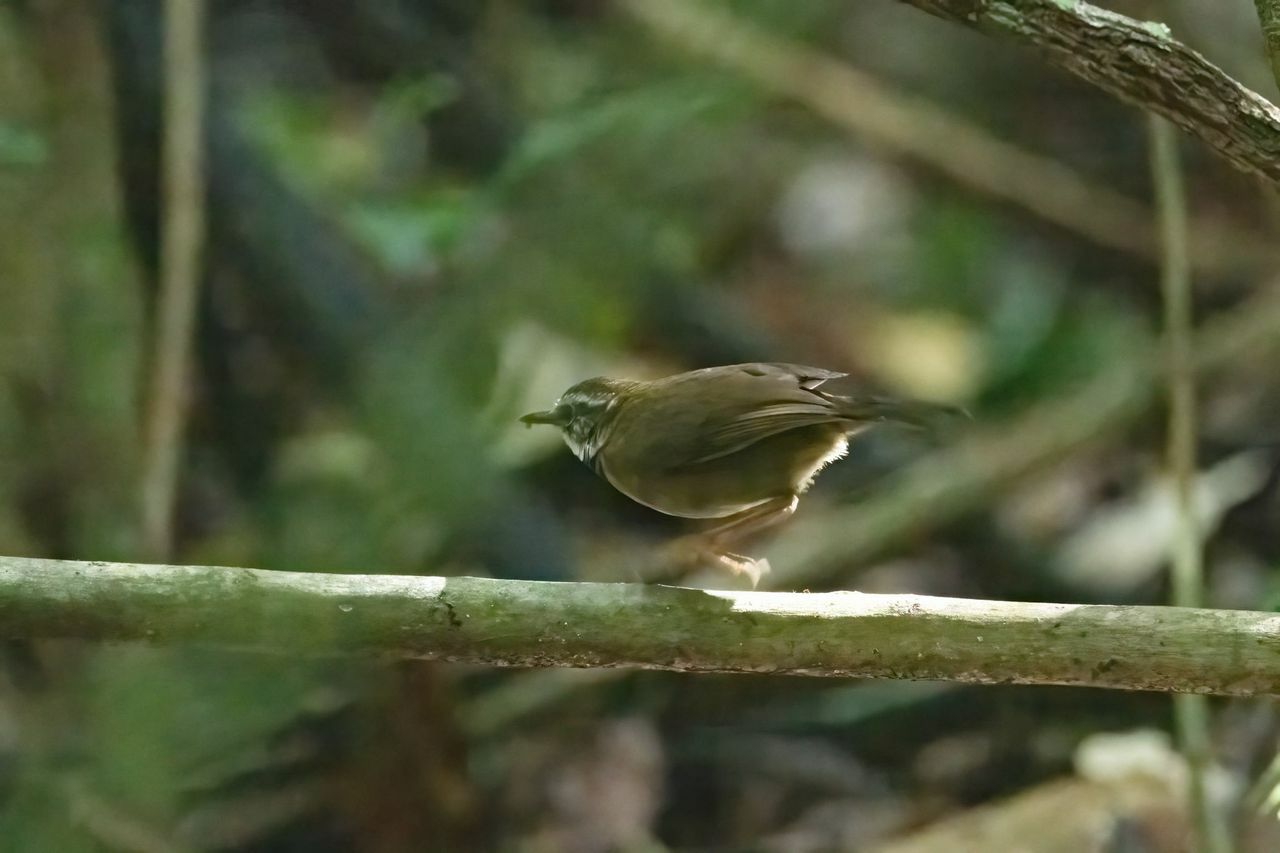 Fernwren (Oreoscopus gutturalis), photo 2