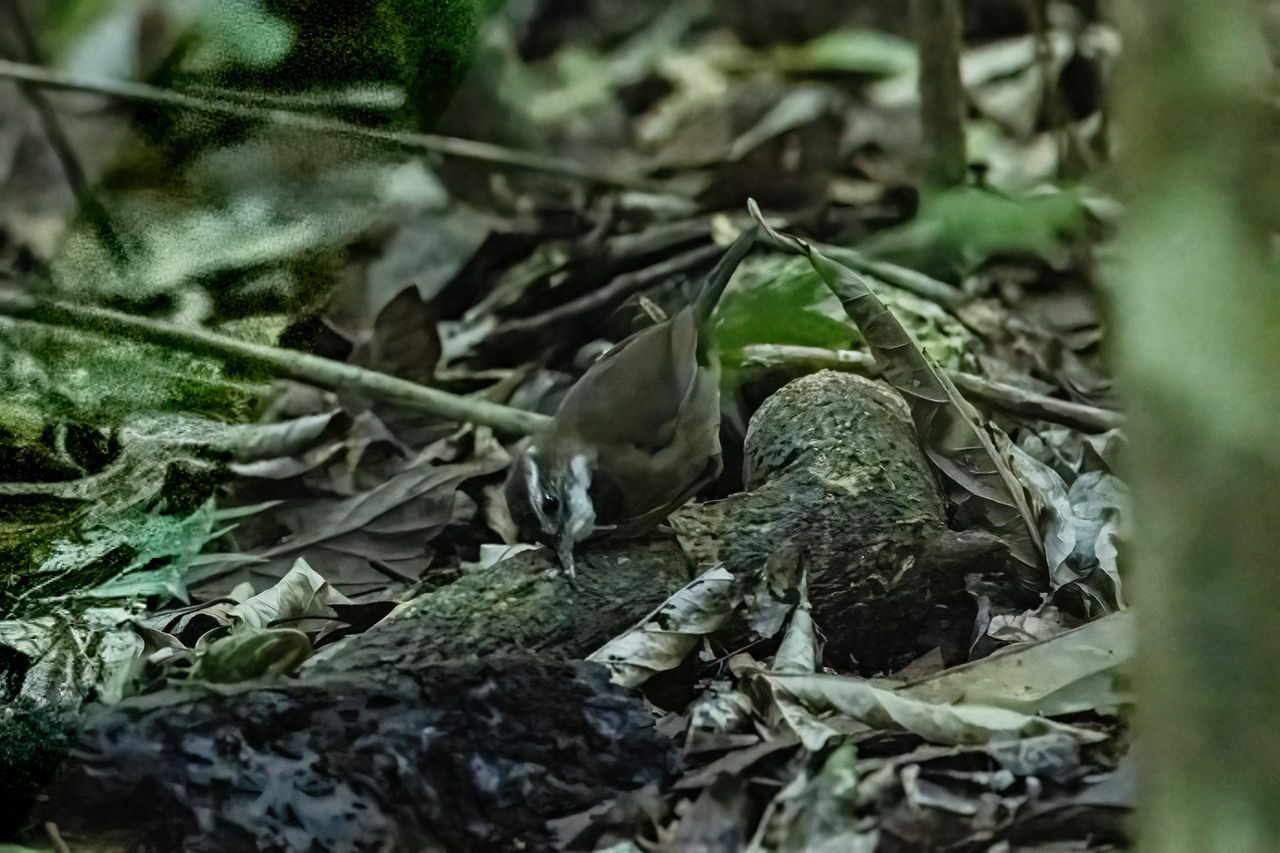 Fernwren (Oreoscopus gutturalis), photo 3