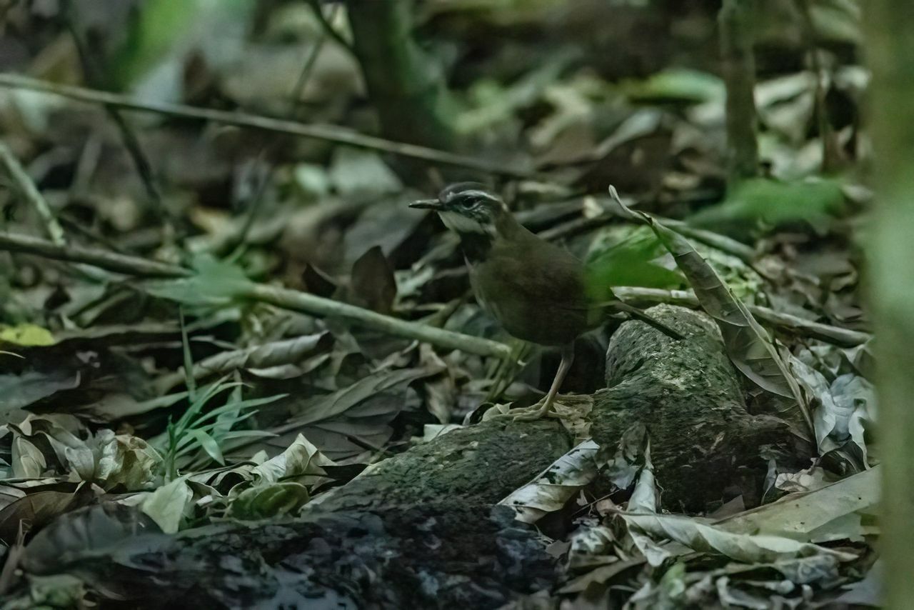Fernwren (Oreoscopus gutturalis), photo 4