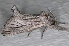 Inguromorpha itzalana