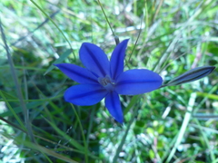 Brodiaea coronaria