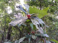 Pentagonia macrophylla