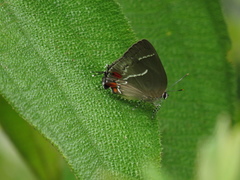 Strephonota strephon