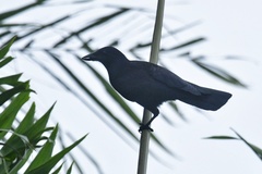 Corvus moneduloides