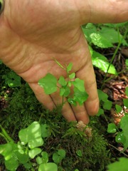 Cardamine clematitis