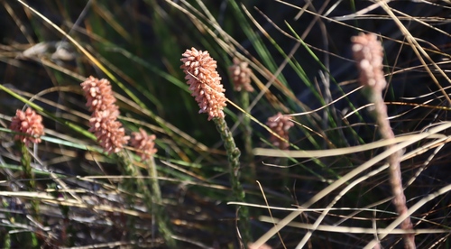 Image of Foxtail Heath (Erica alopecurus) by (c) Tony Rebelo, some rights reserved (CC BY-SA)