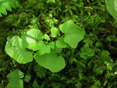 Cardamine clematitis