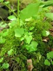 Cardamine clematitis