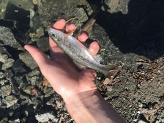 Siphateles bicolor