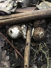 Lycoperdon compactum