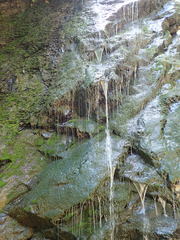 Dichodontium pellucidum