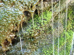 Dichodontium pellucidum