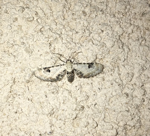 Eupithecia centaureata