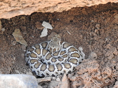 Crotalus cerberus