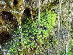 Dichodontium pellucidum