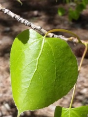 Populus fremontii