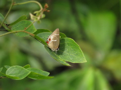 Strephonota strephon