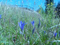 Brodiaea coronaria
