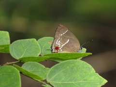 Strephonota strephon