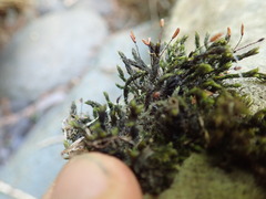 Racomitrium aciculare