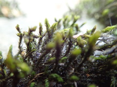 Racomitrium aciculare