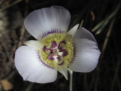 Calochortus ambiguus