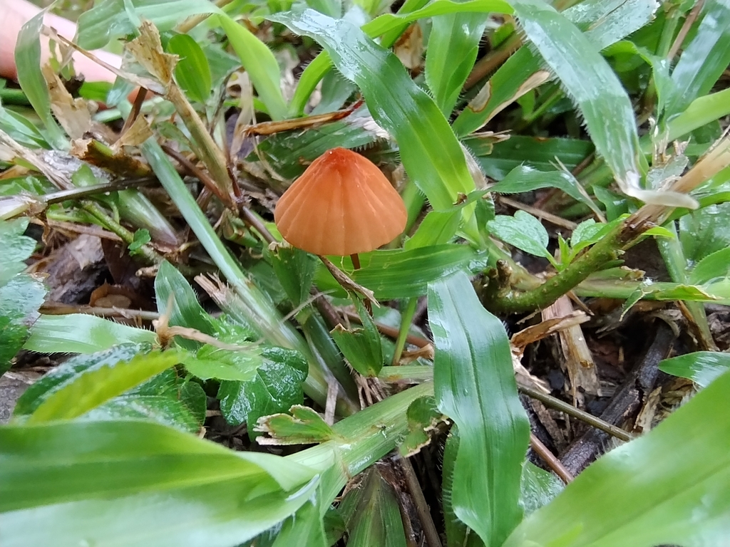 Marasmius siccus · July 2024 · photo: © biomartita (iNaturalist, cc-by)